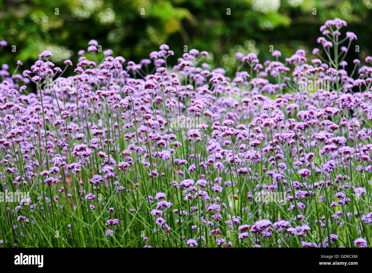 Blumen aus der Pflanze Betten Attraktion AtKew Gärten in der Nähe von London, Vereinigtes Königreich Stockfoto