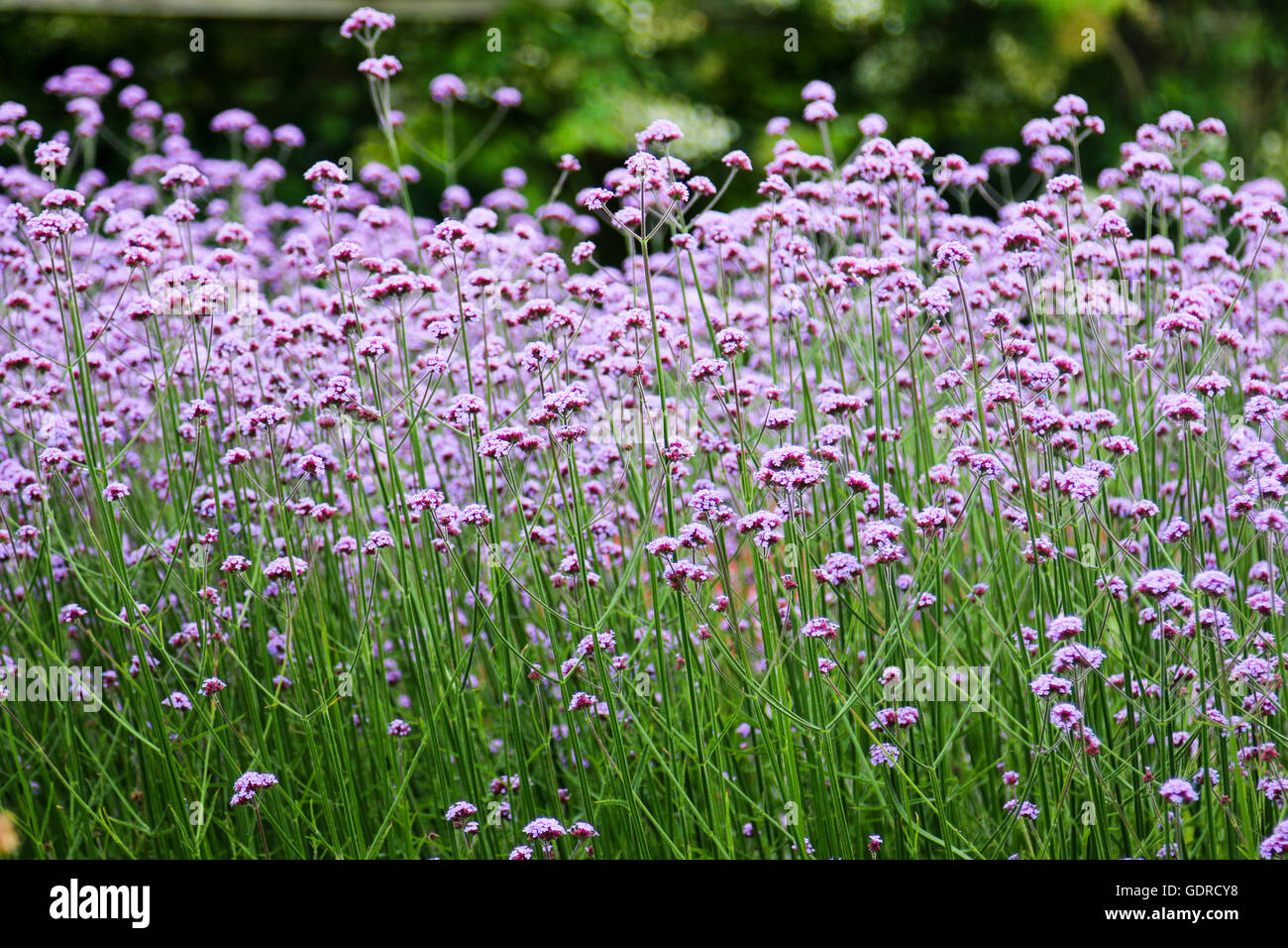 Blumen aus der Pflanze Betten Attraktion AtKew Gärten in der Nähe von London, Vereinigtes Königreich Stockfoto