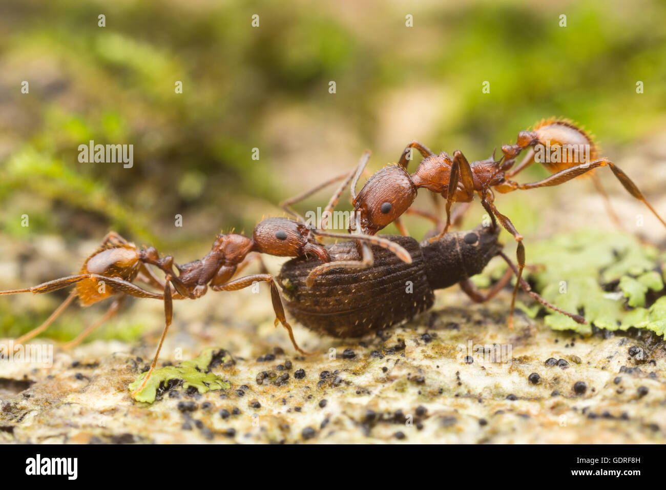 Wirbelsäulentaillierte Ameise (Aphaenogaster fulva)-Arbeiter tragen gesaugte Nahrung zurück zu ihrem Nest. Stockfoto