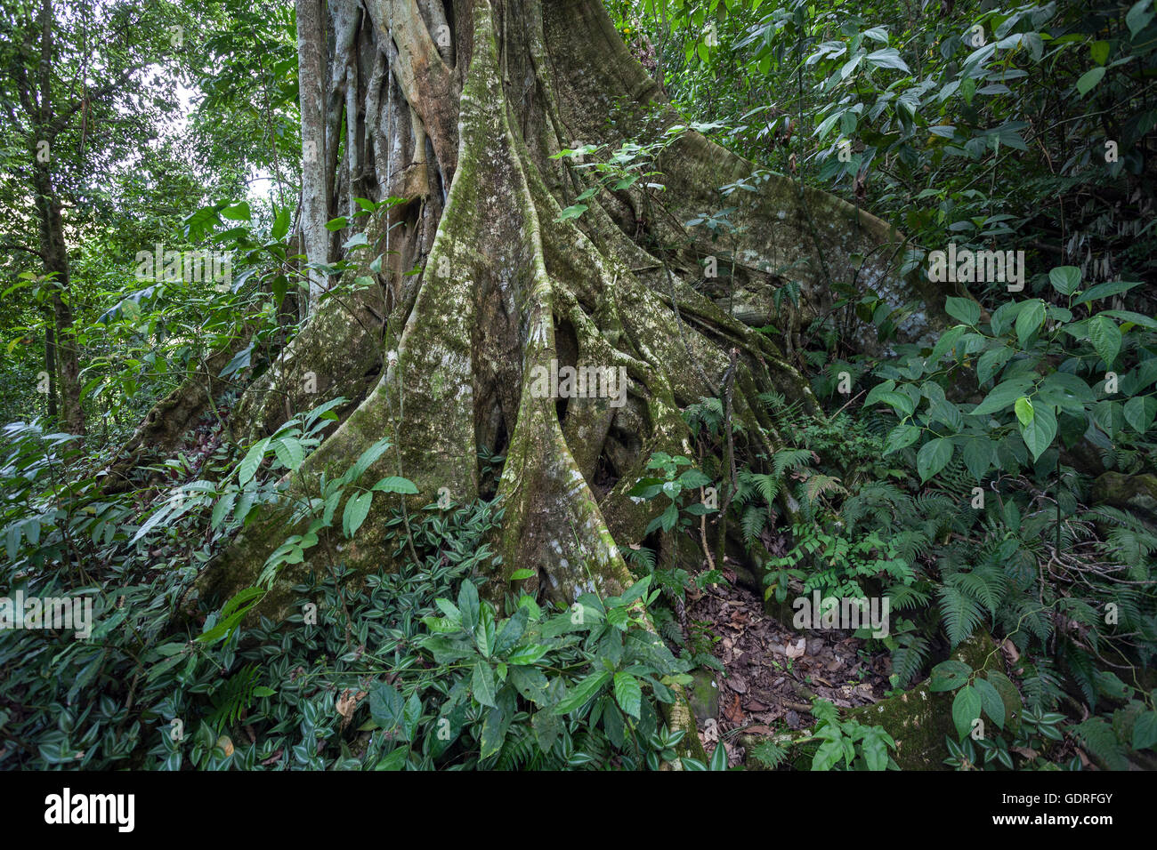 Baum mit Wurzeln der Strebepfeiler (Terminalia), "Sierra Maestra", Provinz Santigo de Cuba, Kuba Stockfoto