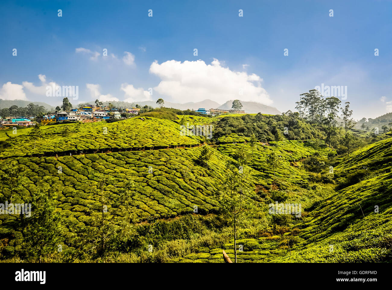 Teeplantagen in den Bergen in der Nähe von Munnar, Kerala, Südindien, Indien Stockfoto
