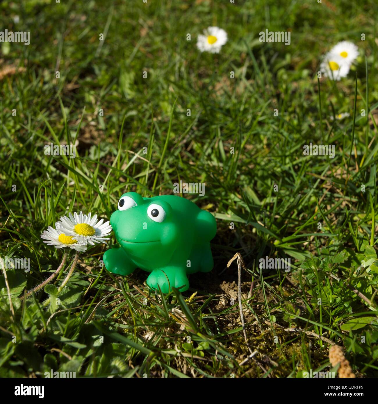 Kunststoff-Frosch auf dem Rasen Stockfoto