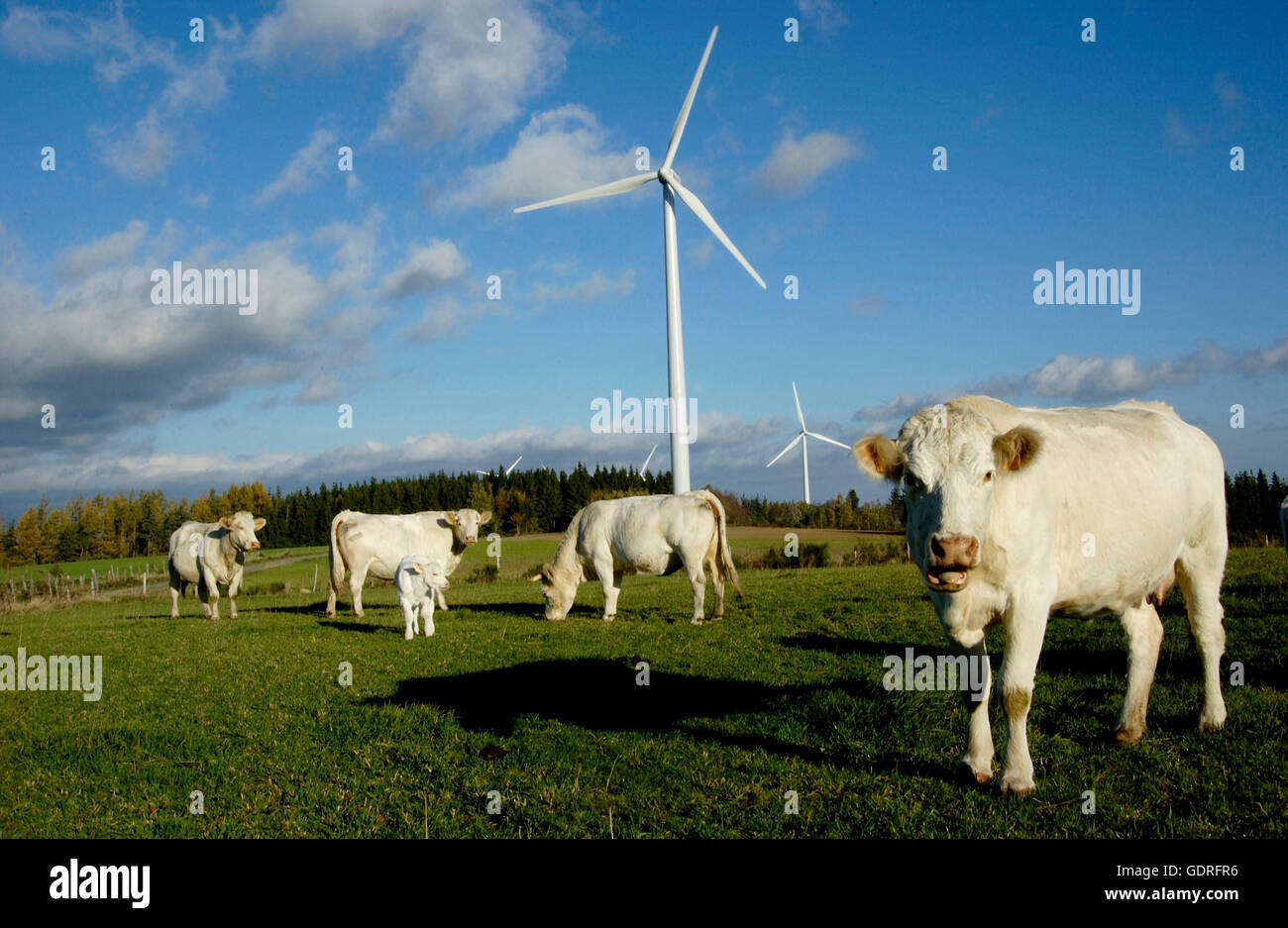 Vieh vor Windkraftanlagen des Ally Mercoeur Windfarm, Département Haute-Loire, Frankreich, Europa Stockfoto