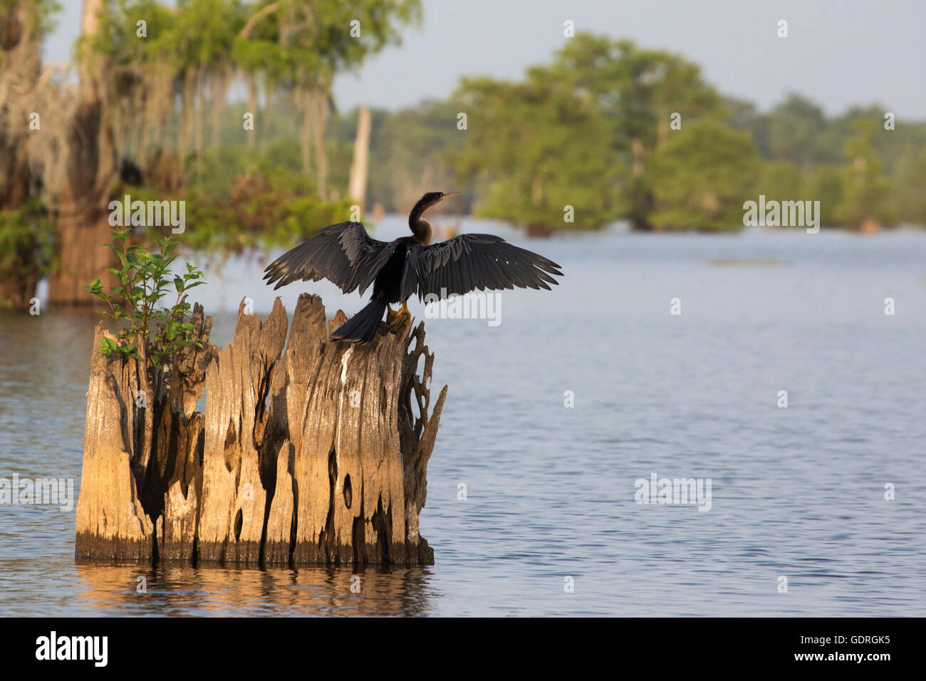 Anhinga (Anhinga Anhinga Leucogaster) Trocknung Flügel auf Sumpfzypresse (Taxodium Distichum) stumpf in Atchafalaya Swamp mit Strauch wächst in dem alten Baum Stockfoto