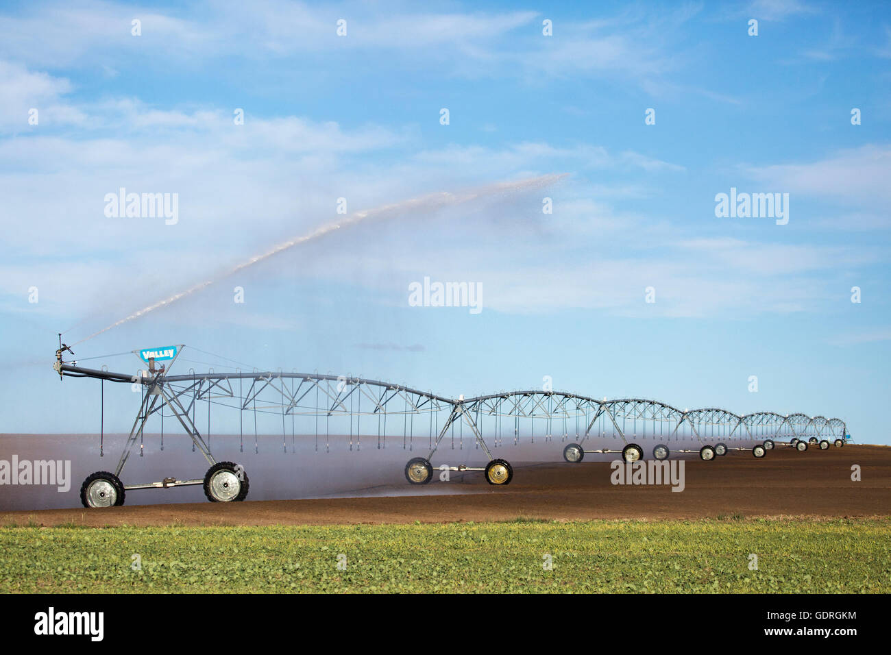 Pivot Bewässerungssystem auf dem Feld auf der Präriefarm, Wheatland County, Alberta, Kanada Stockfoto