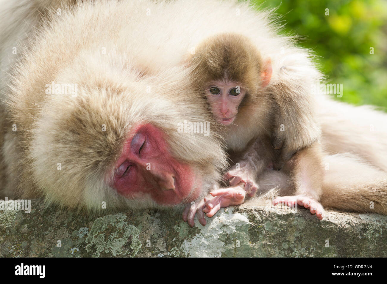 Japanischer Makak (Macaca fuscata), Baby-Affe, der aus dem Arm der schlafenden Mutter herausguckelt. Stockfoto