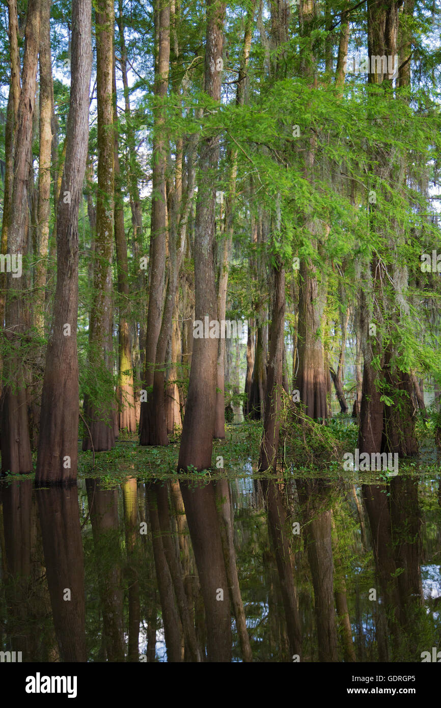 Sumpfzypresse (Taxodium Distichum) Bäume im Atchafalaya Swamp, das größte Feuchtgebiet in den Vereinigten Staaten Stockfoto