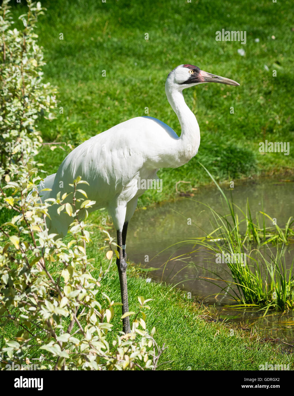 Ein Schreikranich (Grus Americana), in Gefangenschaft, in den Zoo von Calgary in Calgary, Alberta, Kanada. Stockfoto