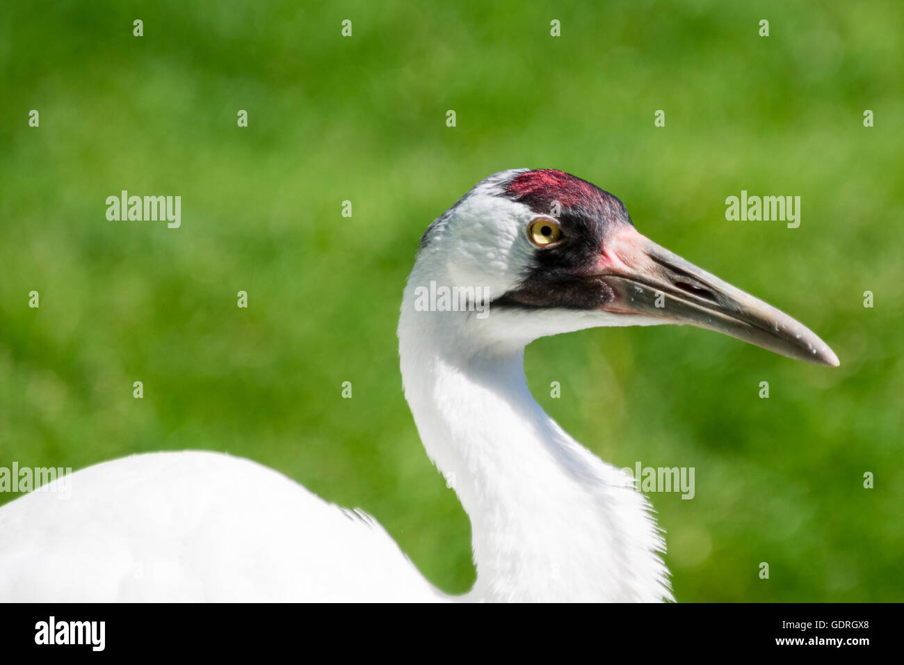 Ein Schreikranich (Grus Americana), in Gefangenschaft, in den Zoo von Calgary in Calgary, Alberta, Kanada. Stockfoto