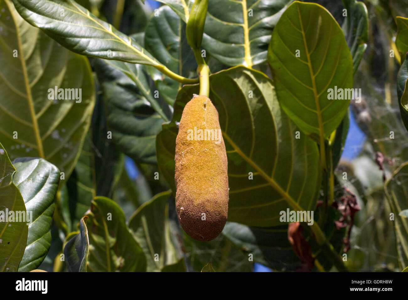 Nahaufnahme Foto Jackfrucht Baum auf den Kanarischen Inseln, Teneriffa Stockfoto