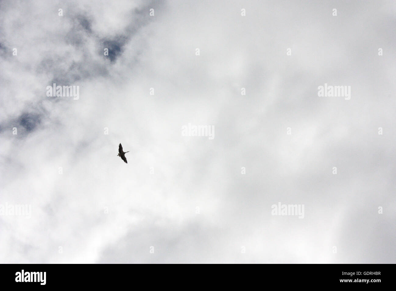 Vögel fliegen in den Himmel Stockfoto