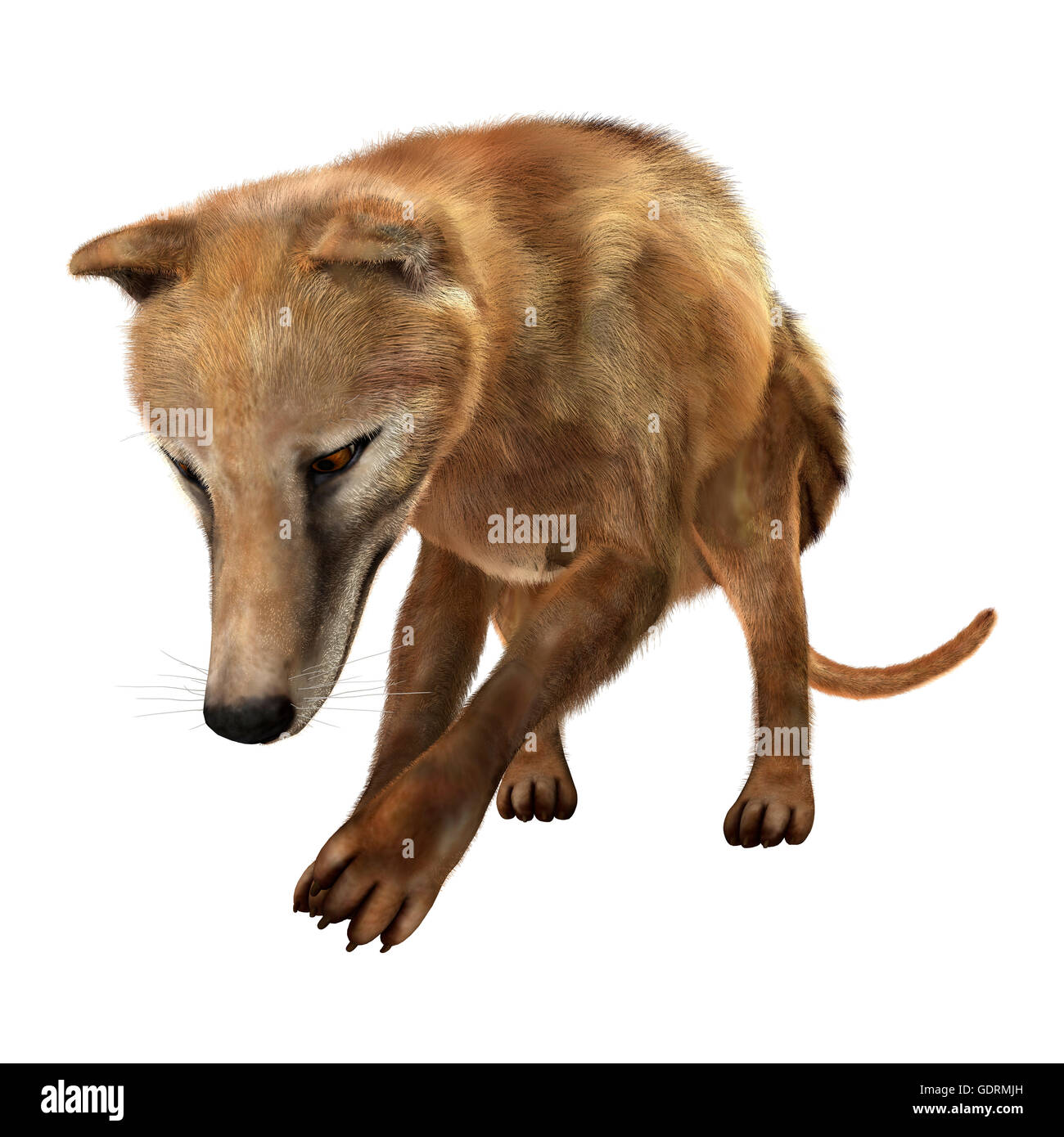 3D-Rendering einer starb Tier Beutelwolf isoliert auf weißem Hintergrund Stockfoto