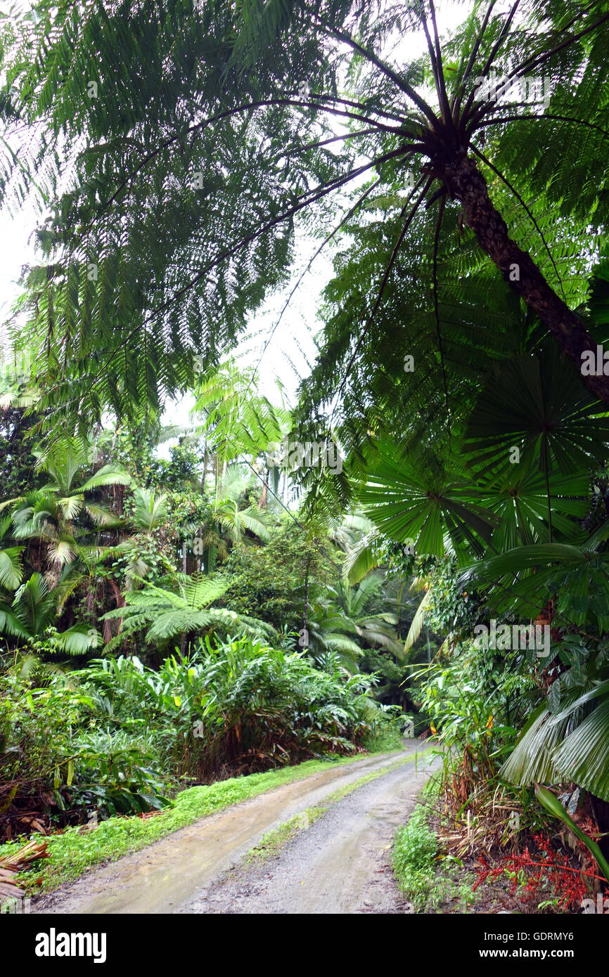 Grobe Regenwald Track in Daintree Nationalpark, Queensland, Australien Stockfoto