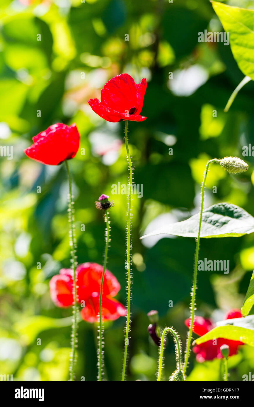 Lebhafte rote Mohnblumen defokussierten Hintergrund Laub an einem hellen Sommertag Stockfoto