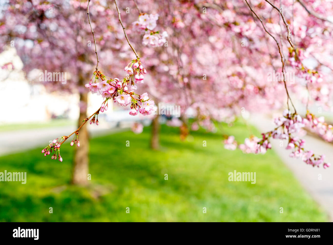 Sakura Blumen am nebligen Morgen Stockfoto