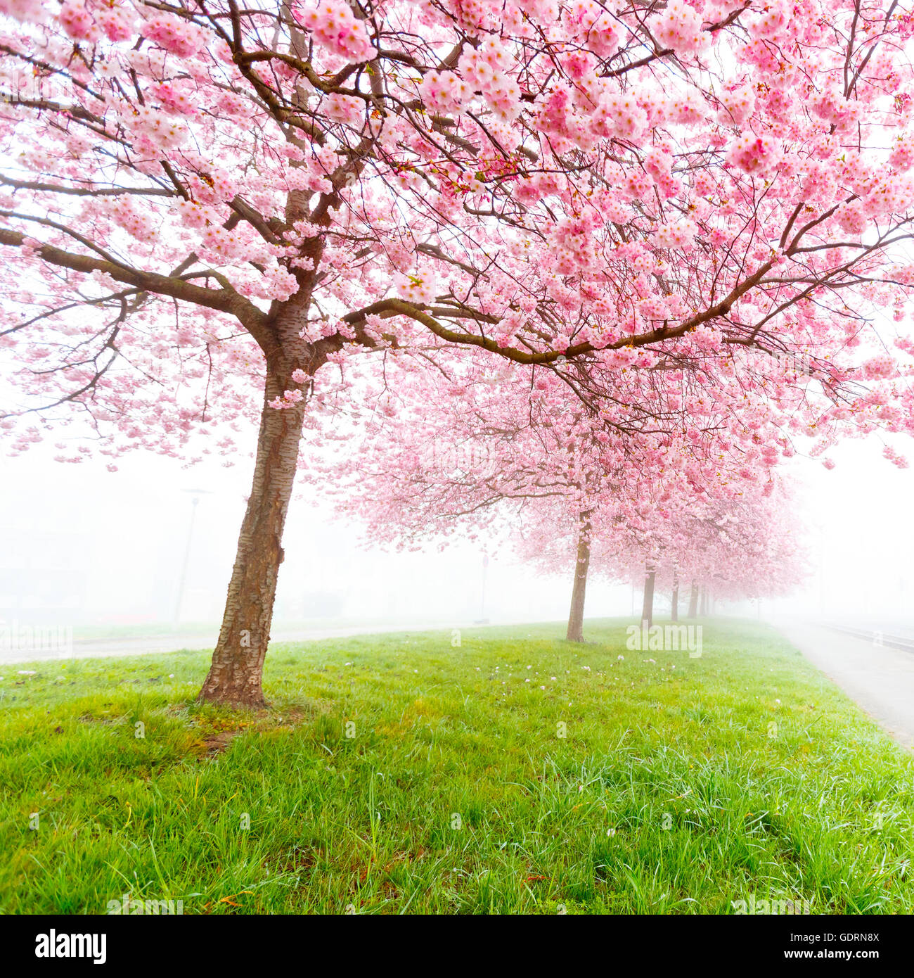 Sakura Blumen am nebligen Morgen Stockfoto