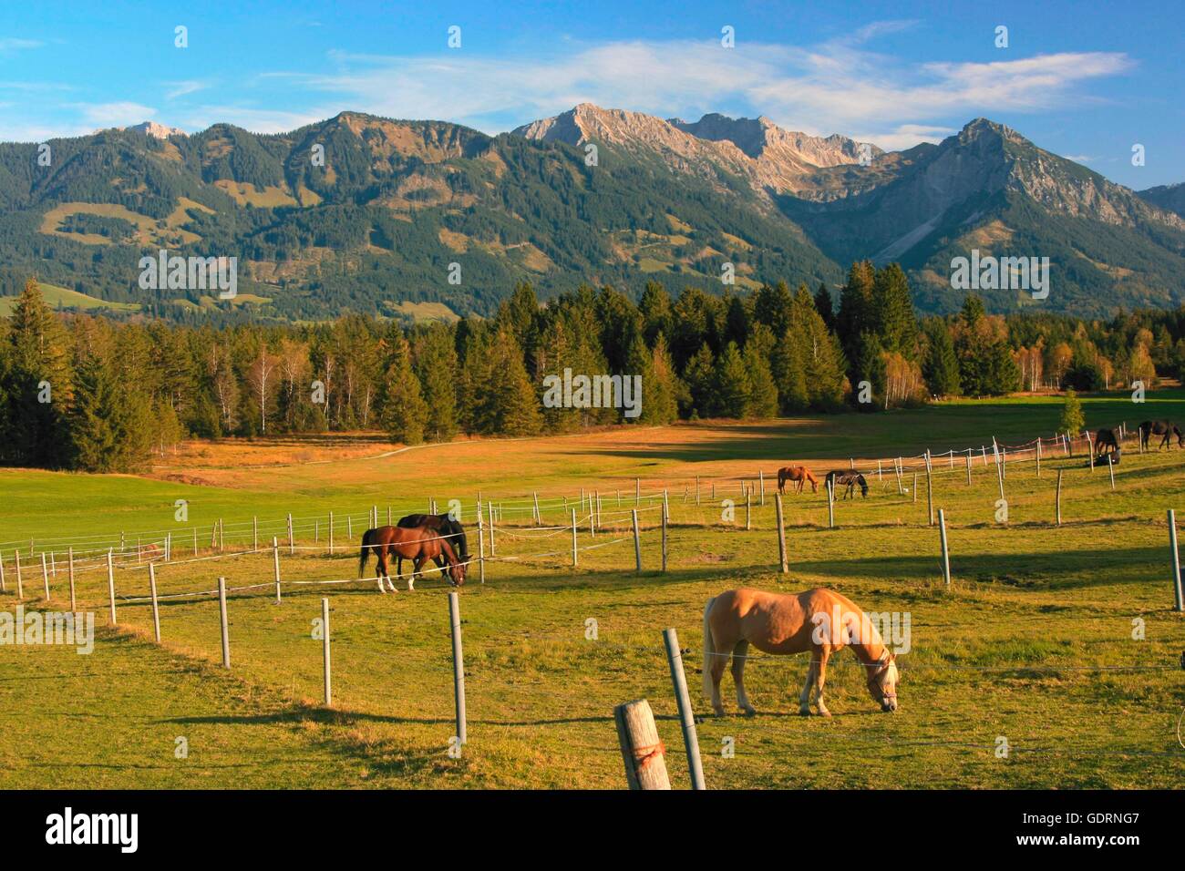 Geographie/Reisen, Deutschland, Bayern, Landschaften, Voralpinen landet, Tiefenberger Moos, in der Nähe von Biessenhofen, Paddock, Rubihorn (Mount), Nebelhorn (Berg), Entschenkopf (Mount), Additional-Rights - Clearance-Info - Not-Available Stockfoto