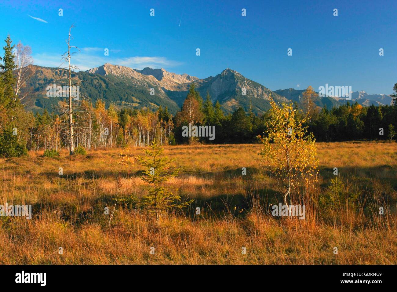 Geographie/Reisen, Deutschland, Bayern, Landschaften, Voralpinen landet, Tiefenberger Moos, in der Nähe von Biessenhofen, Rubihorn (Mount), Nebelhorn (Berg), Additional-Rights - Clearance-Info - Not-Available Stockfoto