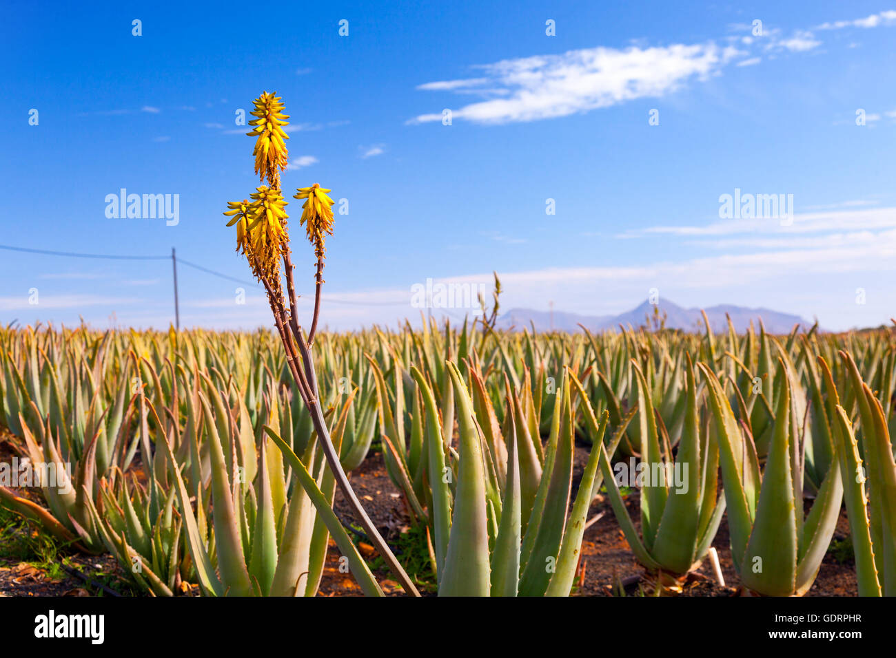 Blühende Heilpflanze Aloevera Stockfoto