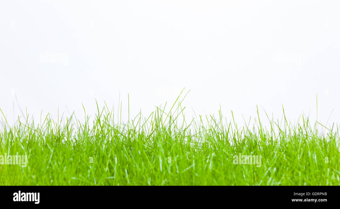 Grüne Feder Rasen auf weiß Stockfoto