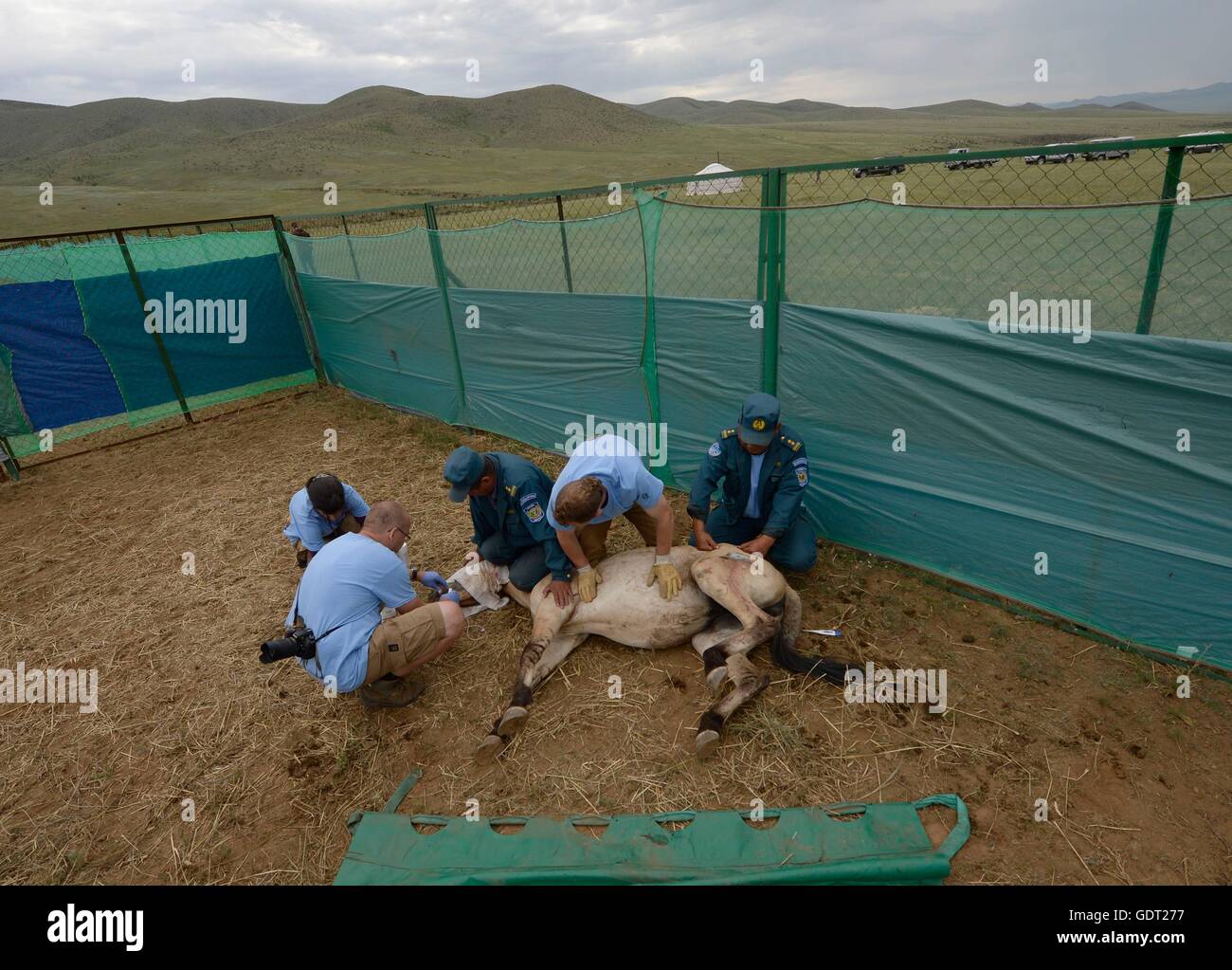 Khustain Nuruu, Mongolei. 21. Juli 2016. Przewalski´s Pferde aus dem mongolischen Nationalpark Khustain Nuruu in der Mongolei sind bereit für den Transport nach Takhin Tal, wo bereits eine Gruppe von vier Stuten aus der Prager Zoo, am 21. Juli 2016 ist. © Michal Kru Stockfoto