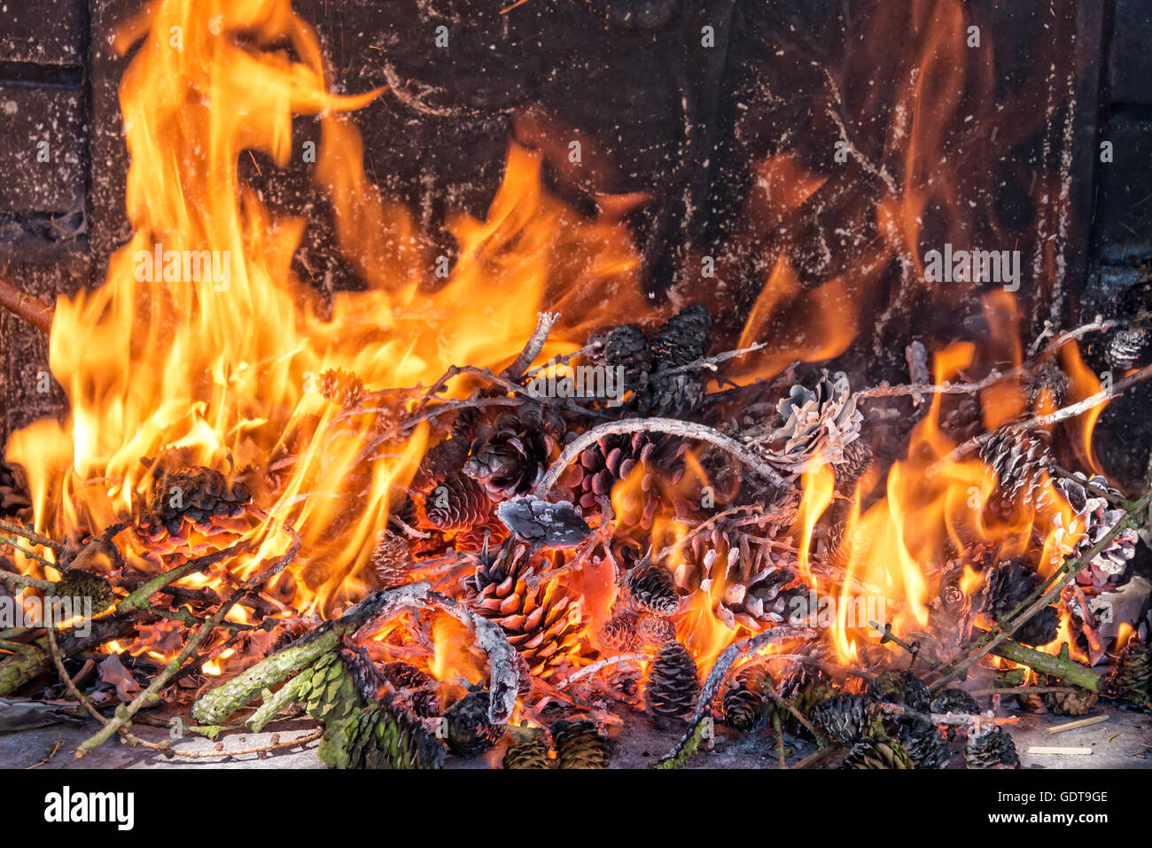 Hautnah auf einem Feuer mit Tannenzapfen Stockfoto