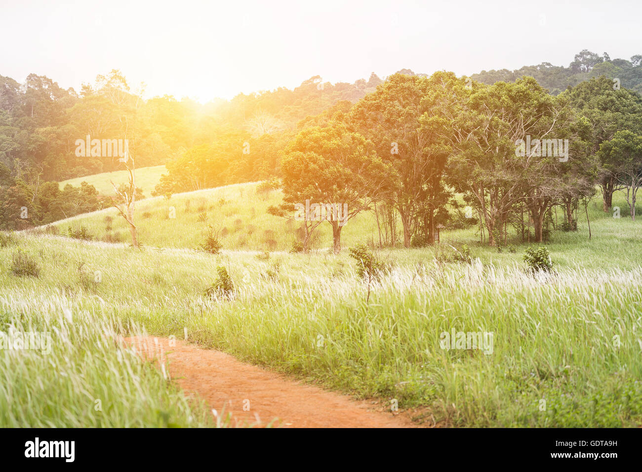 Grüne Hügel mit blühenden Wiesen und Baum im Nationalpark von Thailand. Hintergrund ist warmes gelbes Licht vom Sonnenaufgang. Stockfoto