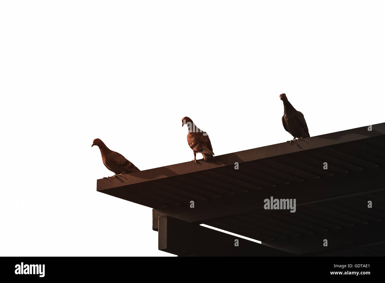 Silhouette drei Tauben auf Holzdach in dunkler Farbe mit weichen Sonnenlicht, das von weißen hellen Himmel isoliert stehend Stockfoto