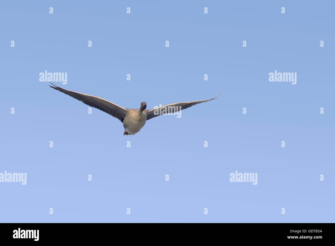 Pink-footed Goose - im Flug Anser Brachyrhynchus See Myvatn Island BI028726 Stockfoto