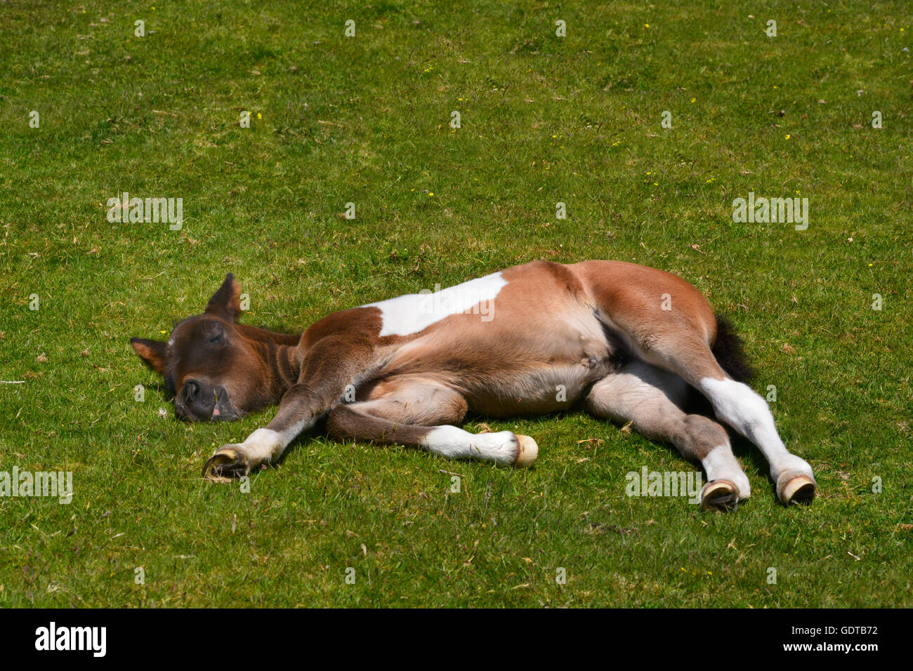 Dartmoor Pony mit einem Schlaf auf dem Rasen.  Komischen Ausdruck auf seinem Gesicht. Stockfoto