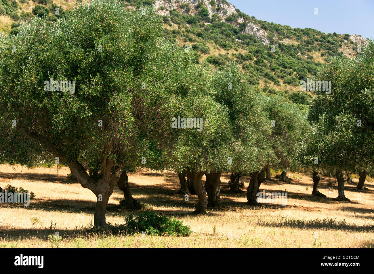 Alte Olivenbäume in alten Landwirtschaft Land der Maremma, Varese, Toskana, Italien Stockfoto