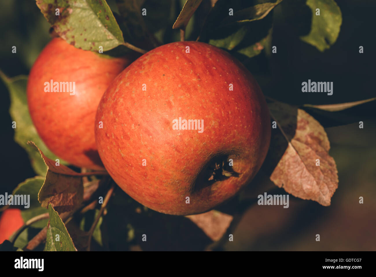 Apfelbaum im Abendlicht Stockfoto