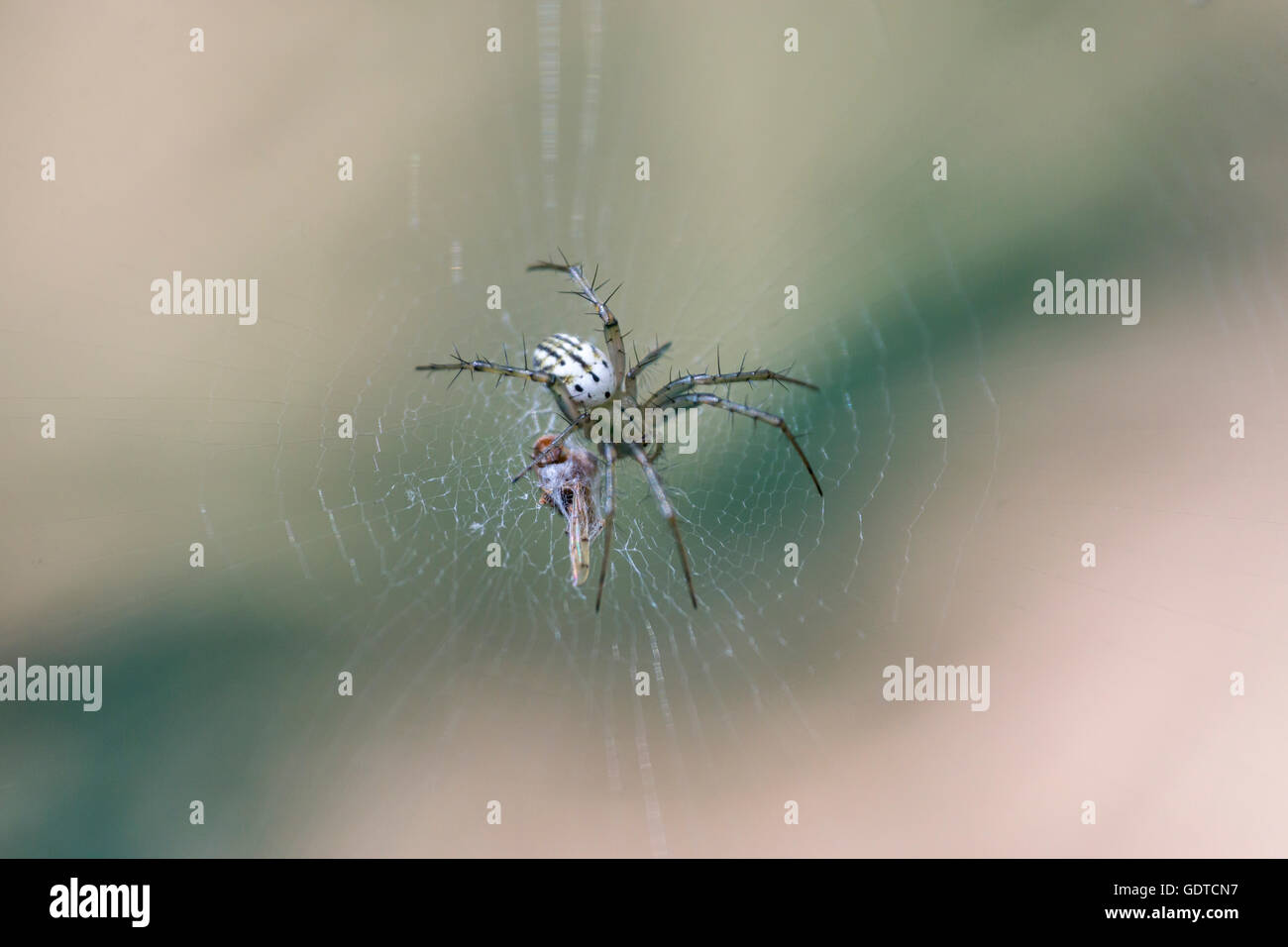 Weiße Spinne hält Beute im web Stockfoto