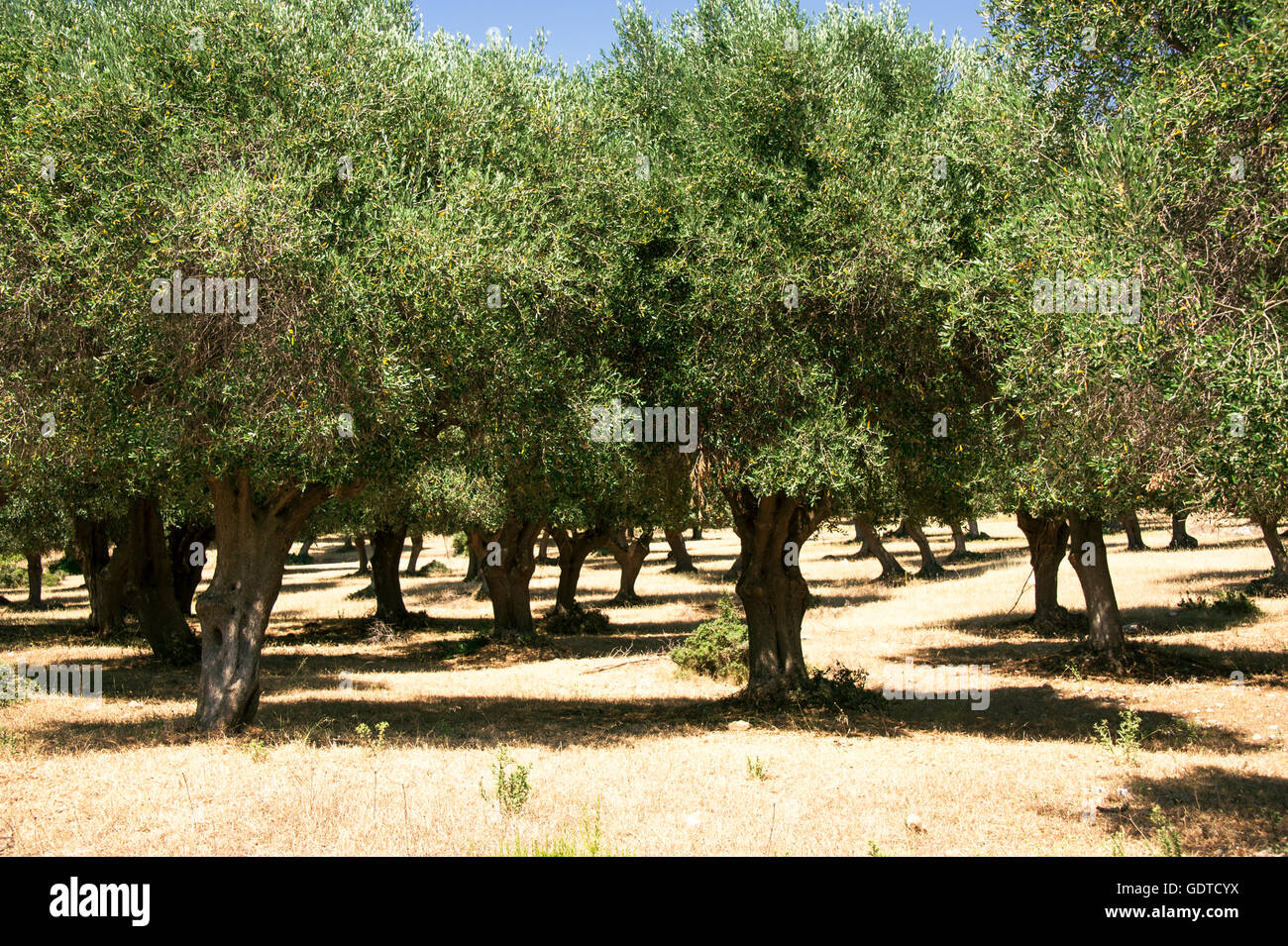 Alte Olivenbäume in alten Landwirtschaft Land der Maremma, Varese, Toskana, Italien Stockfoto