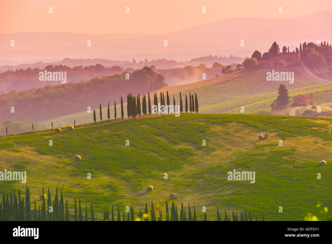 Zypressen auf Hügeln der Crete Senesi, in dem Abendlicht in der Nähe von Pienza, Toskana, Italien Stockfoto