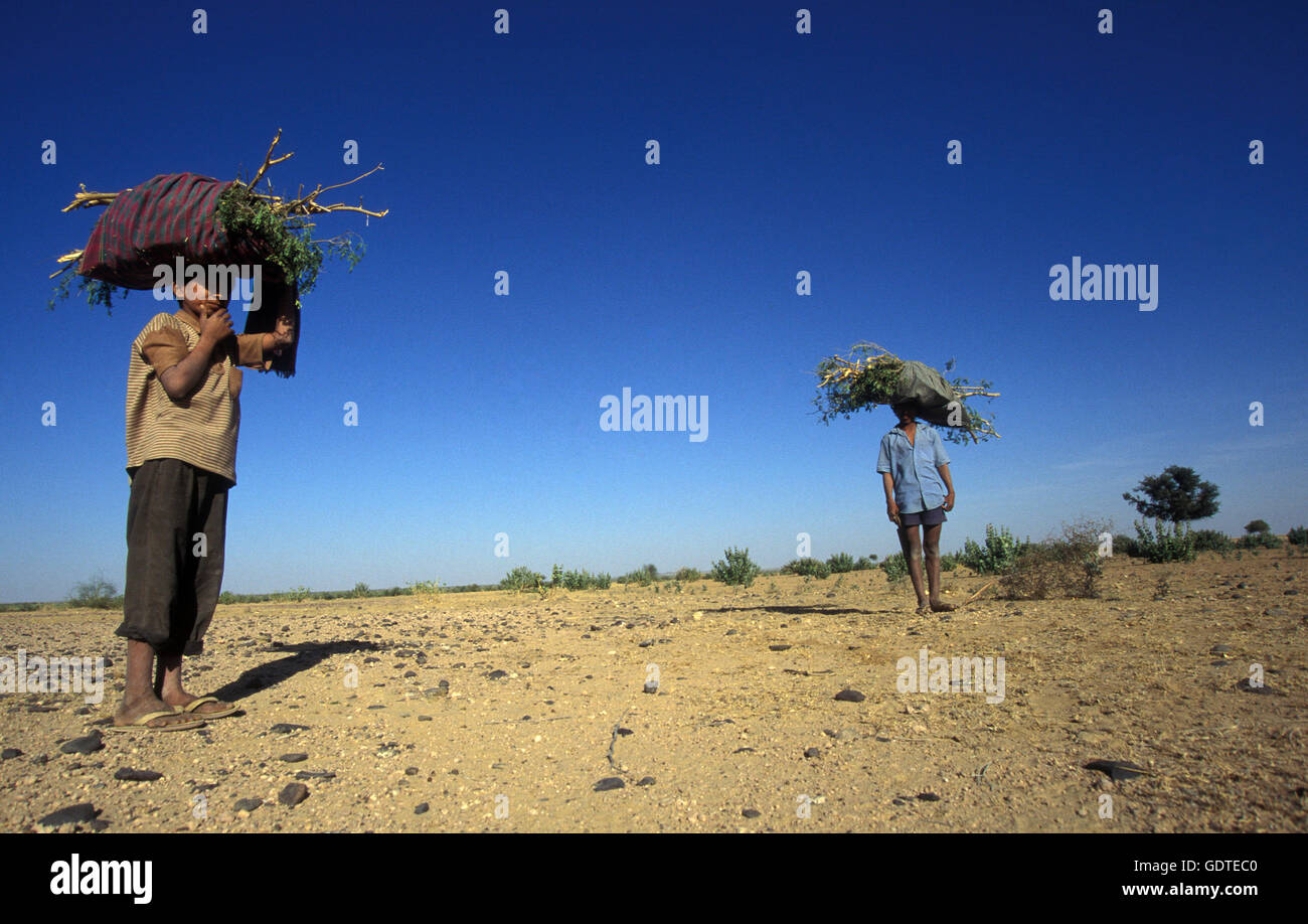 Menschen gehen für Holz in den Wüsten von Teer in der Nähe der Stadt der Barmer in der Provinz Rajasthan in Indien. Stockfoto