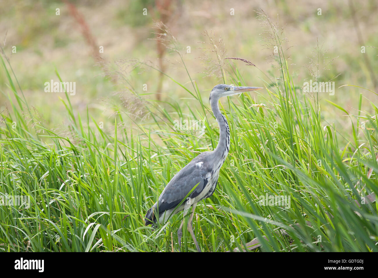 Heron in Grünland Stockfoto