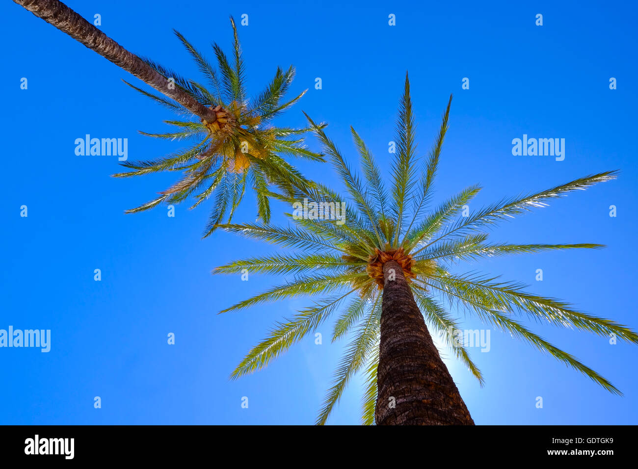 Sonne Bett Blick auf Palmen und strahlend blauem Himmel Stockfoto