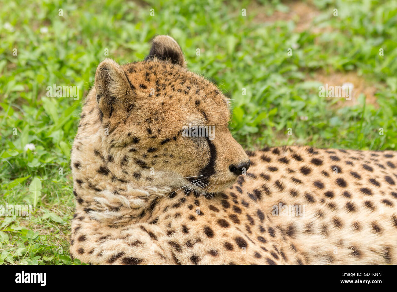 Gepard liegend, süße kleine Katze, die sich erholend. Stockfoto