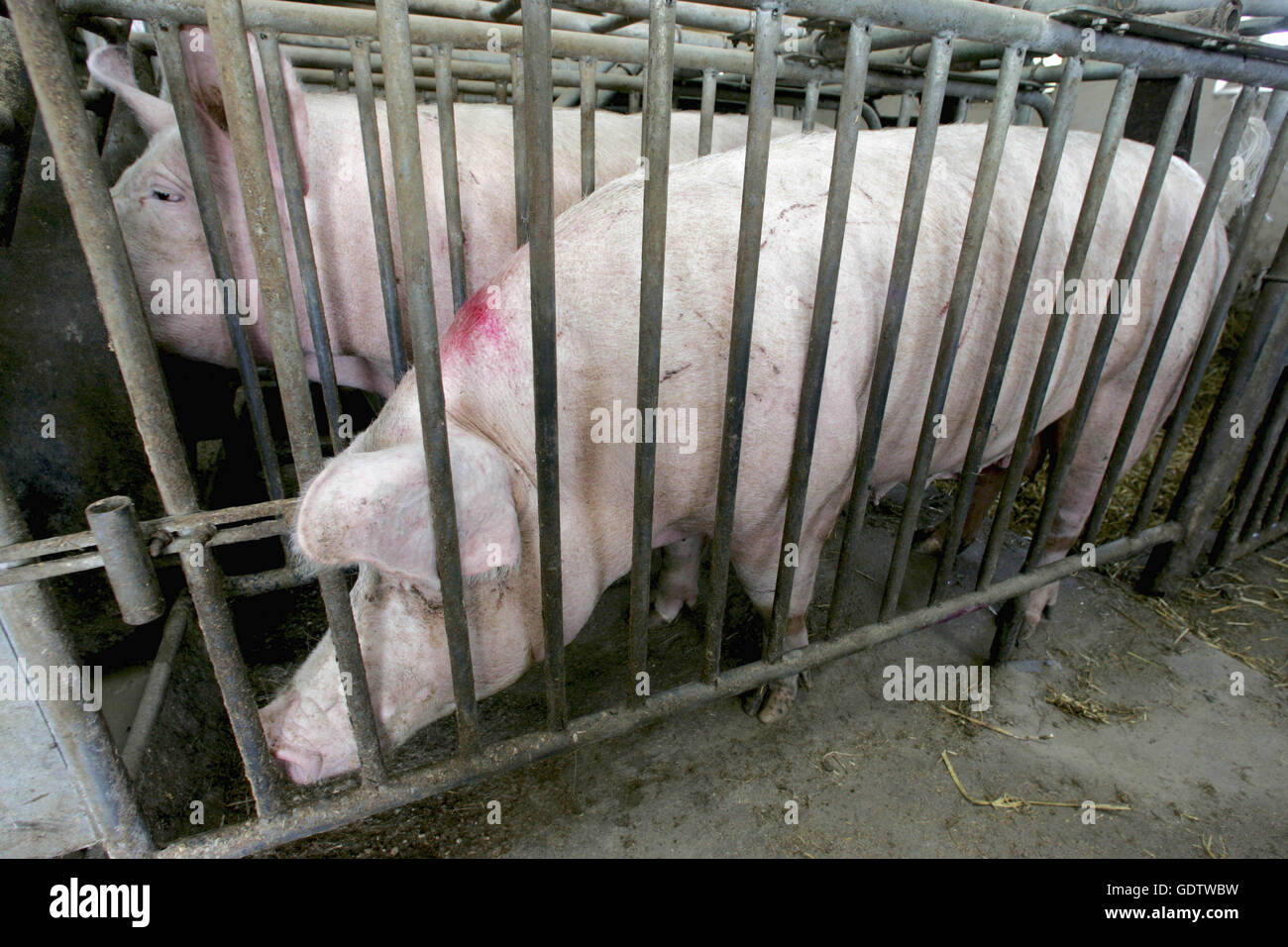Schweine, die in Käfigen gehalten Stockfoto