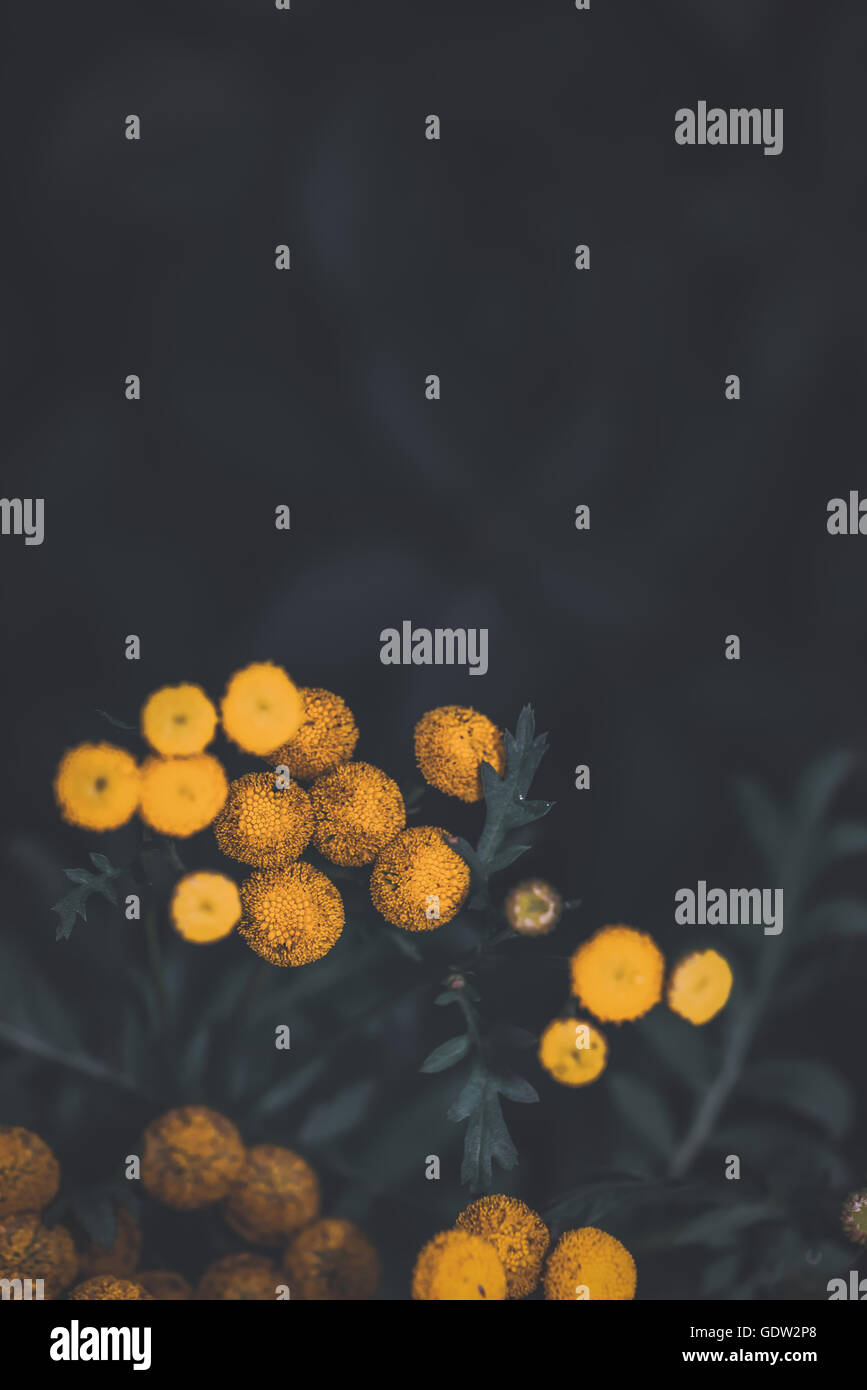 Blumen auf einem dunklen Feld Stockfoto