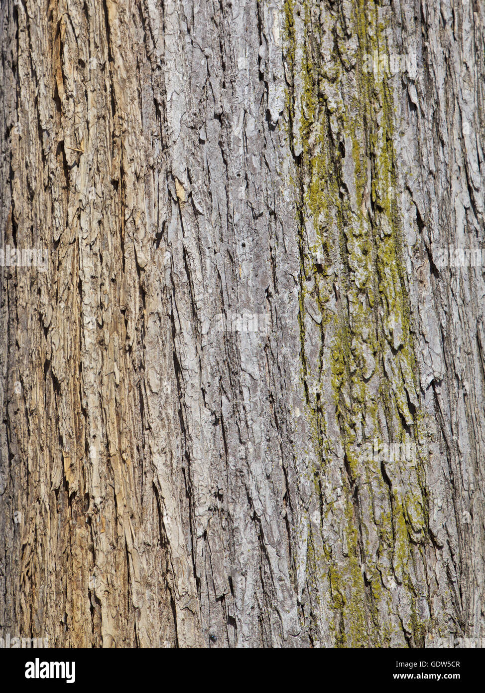 Baum rinde bunt -Fotos und -Bildmaterial in hoher Auflösung – Alamy