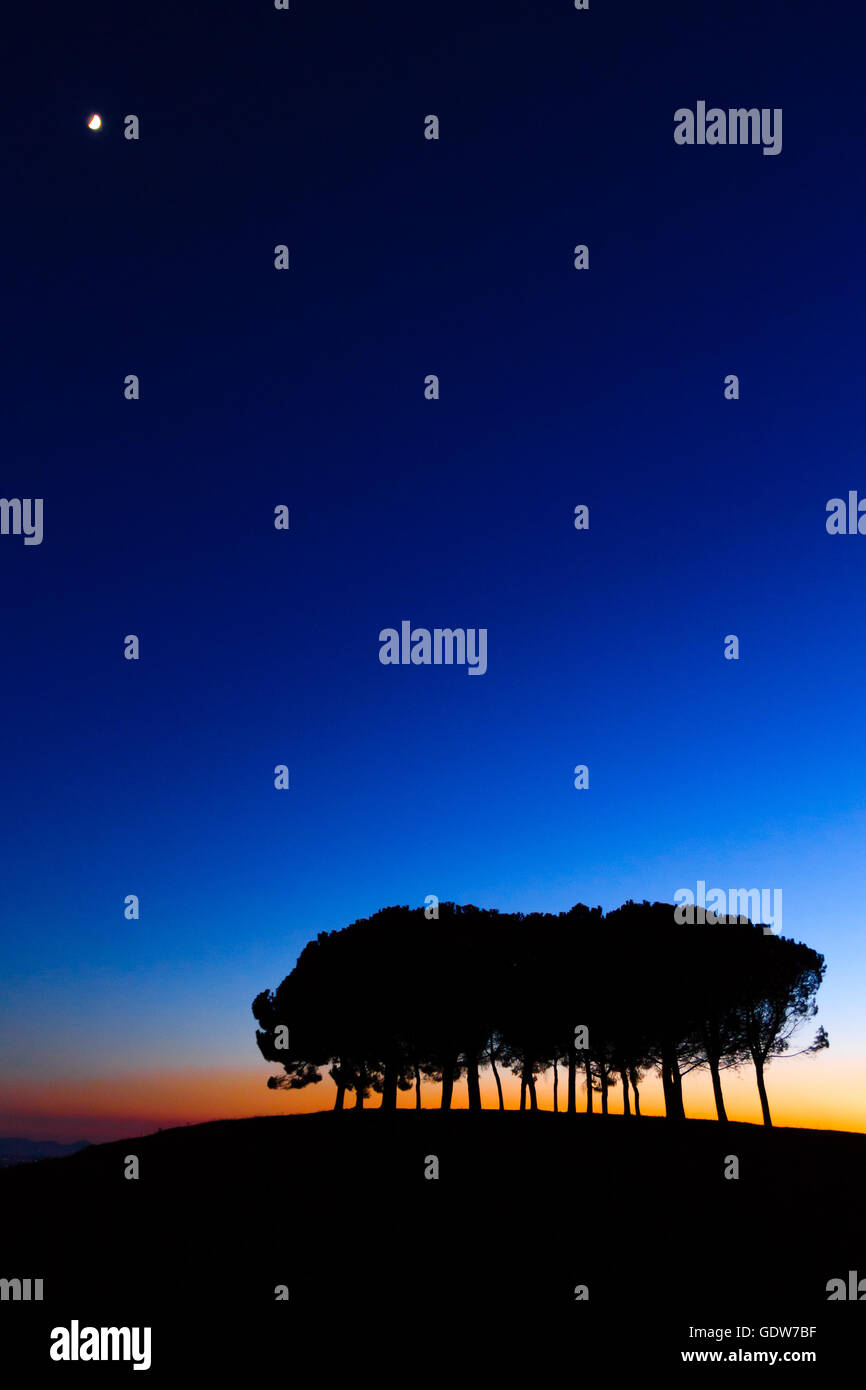 Panorama der Berge bei Sonnenuntergang. Kiefern über Hügel. Minimale Landschaft Stockfoto