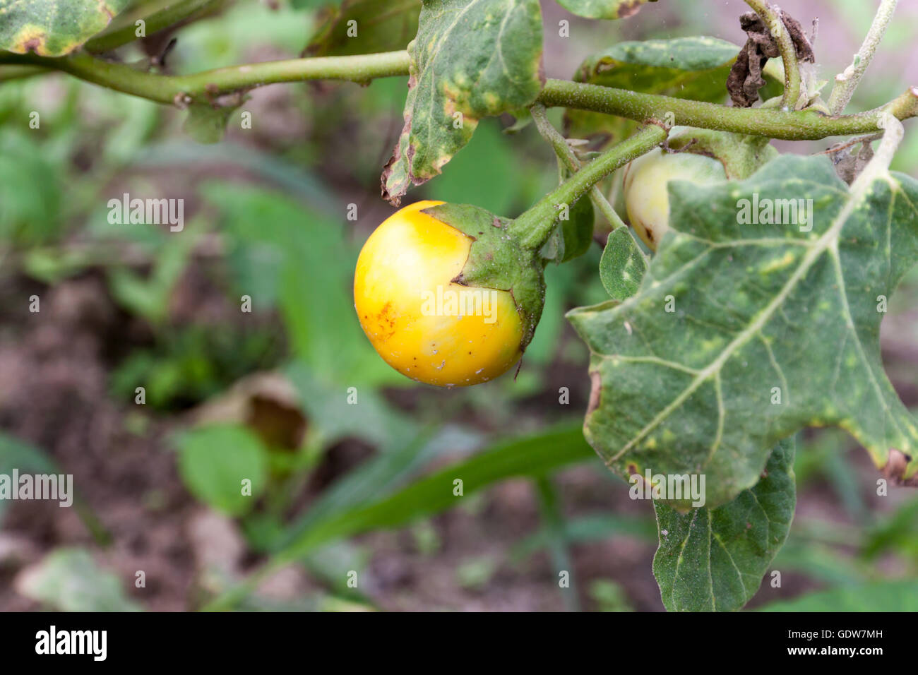 Vietnamesische Aubergine oder gelben großbeerigen Nachtschatten oder Solanum Macrocarpon Obst. im Garten Stockfoto