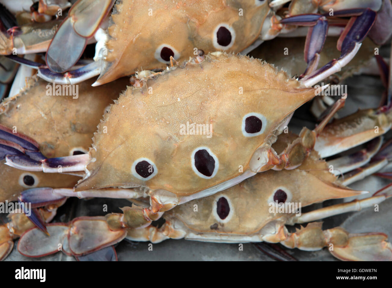 MEER-KRABBEN FÜR LEBENSMITTEL Stockfoto