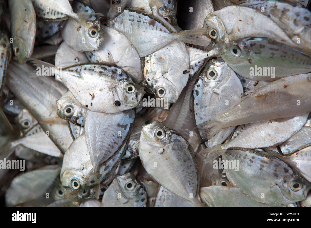 Kleine Seefische zum Verkauf auf dem lokalen Markt Stockfoto