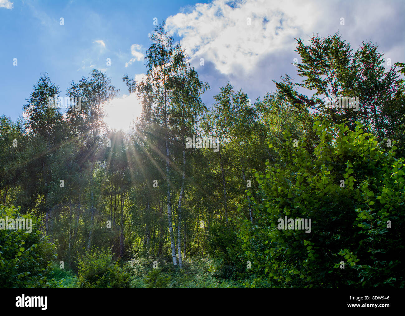 Sonnenlicht, das durch Bäume Stockfoto