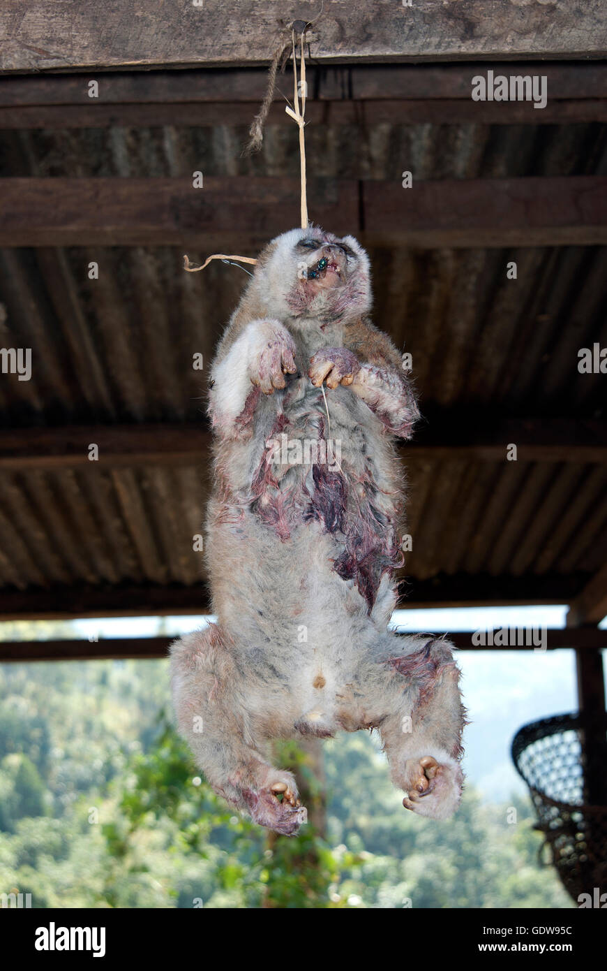 Das Bild des Slow Loris (Nycticebus Coucang) zum Verkauf in Nagaland, Indien Stockfoto