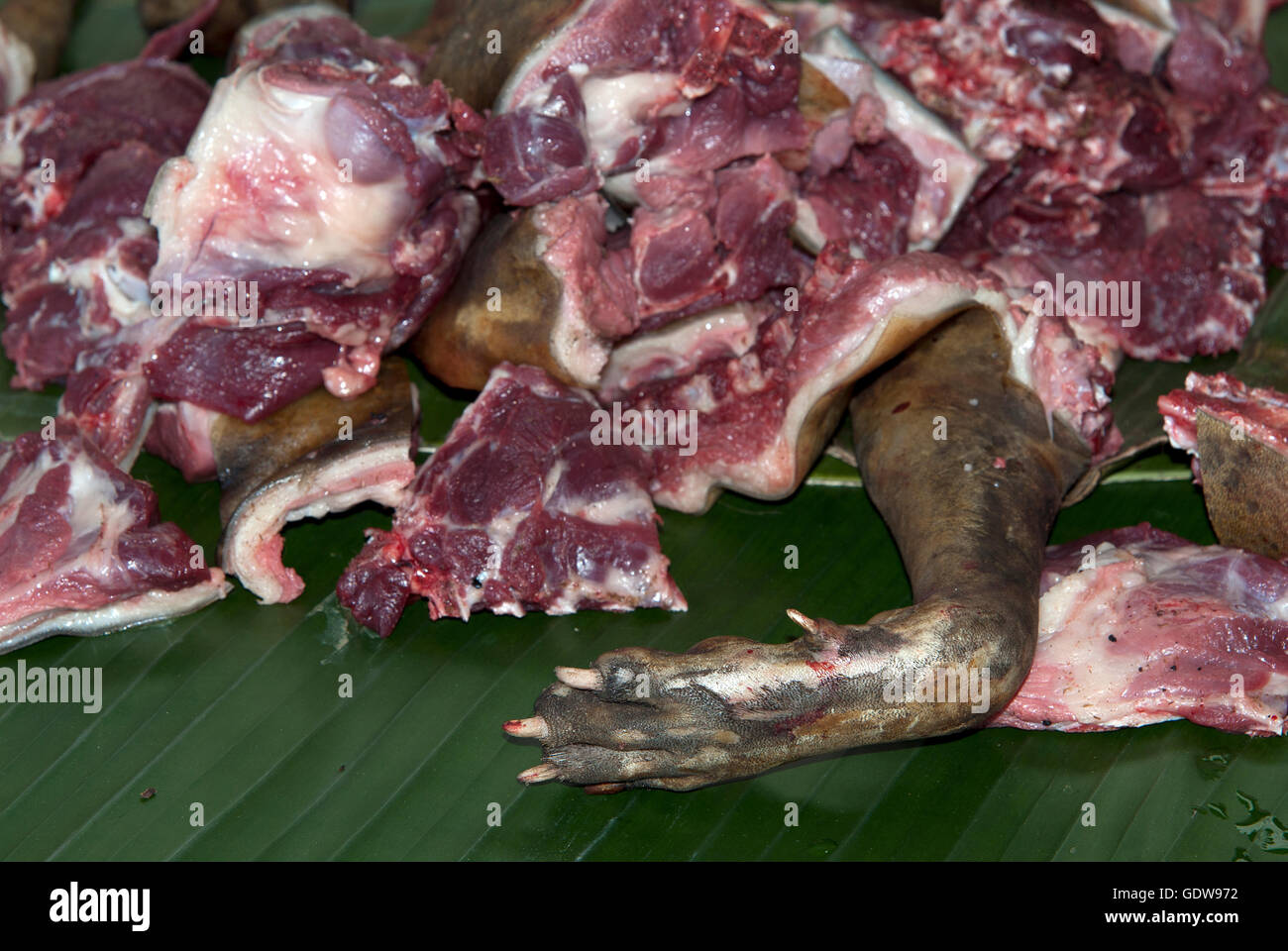Das Bild von Hundefleisch in Kohima Markt, Nagaland, Indien Stockfoto