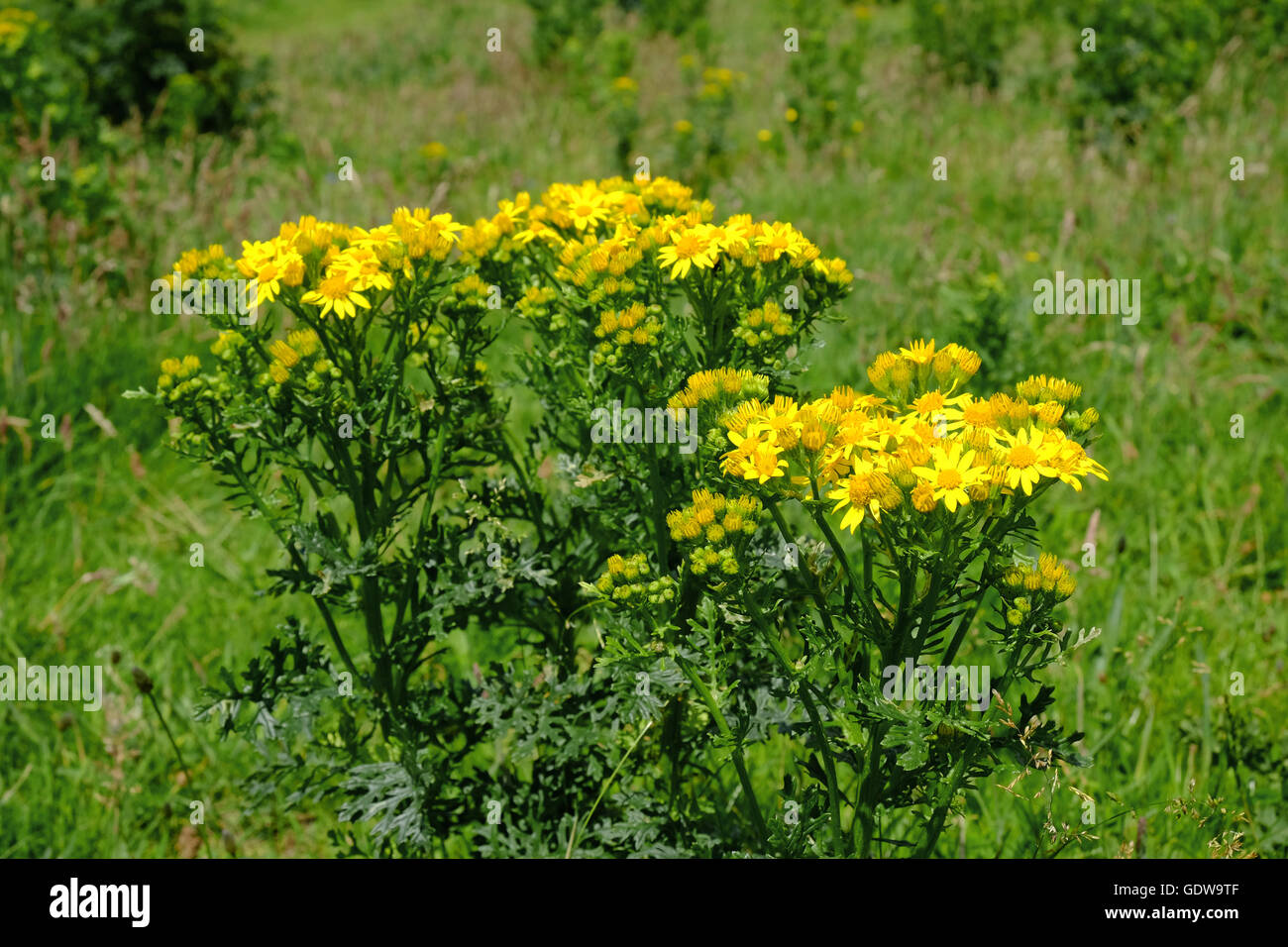 Gemeinsamen Kreuzkraut (Jacobaea Vulgaris) wächst auf Heide im Südwesten Englands Stockfoto